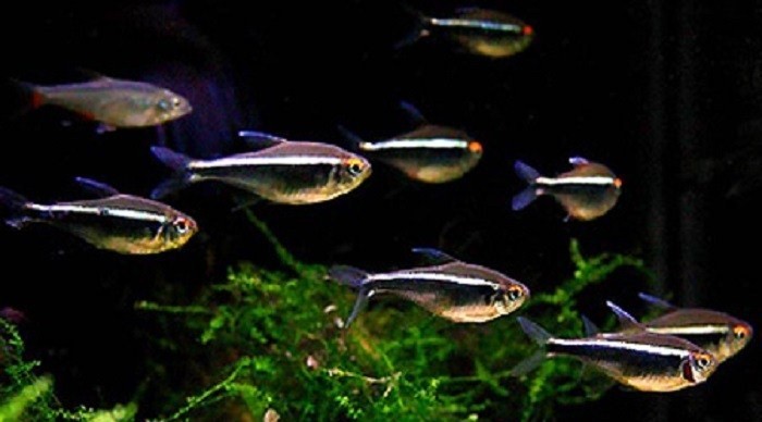 Чёрный неон