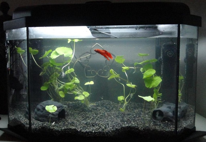 Аквариум для петушка
