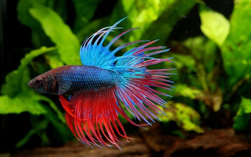 Аквариум для петушка