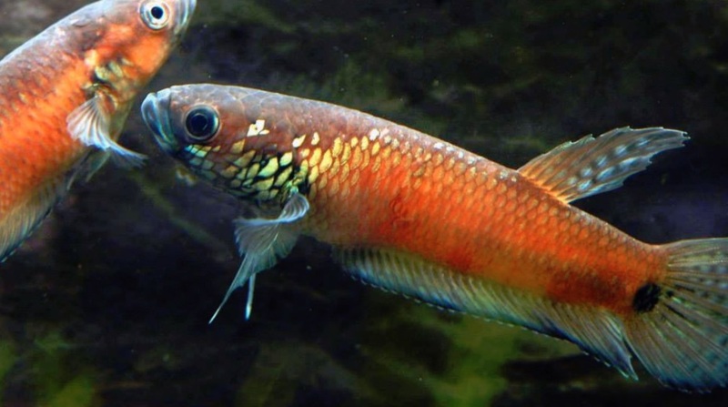 Петушок гладиатор