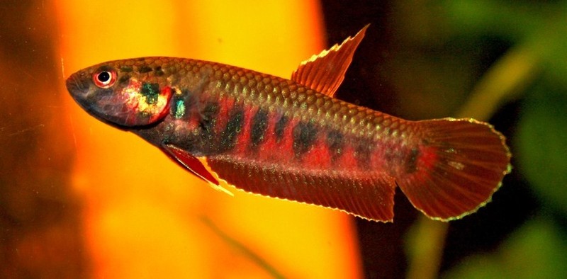 Петушок бетта красная