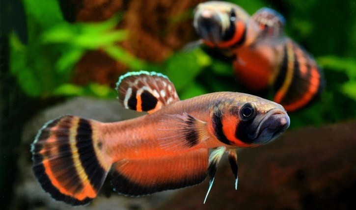 Петушок макростома