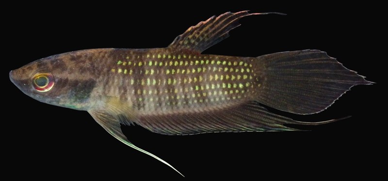 Лесной малазийский петушок