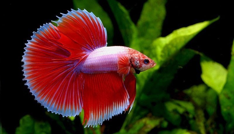 Сиамский петушок