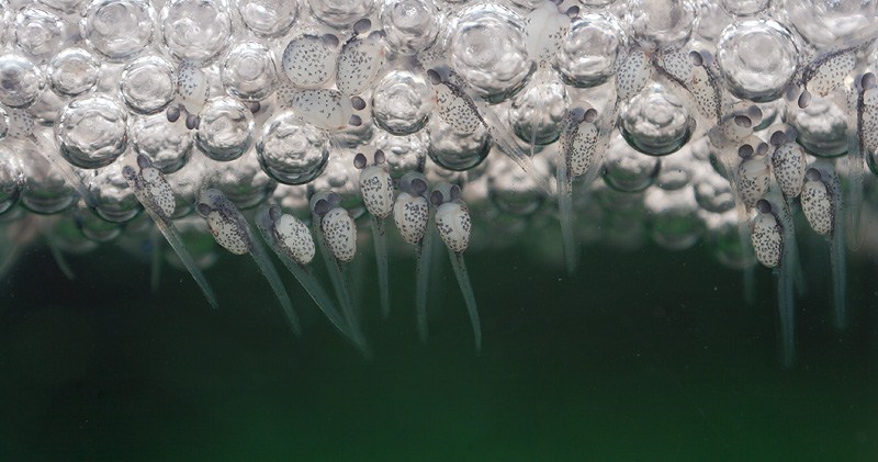 Разведение петушков