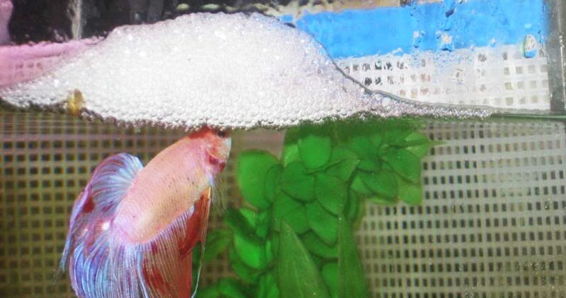 Разведение петушков