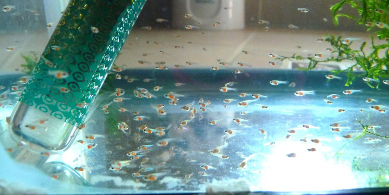 Разведение петушков