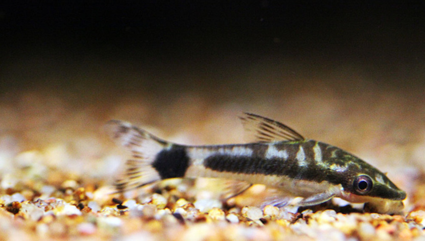 %d0%92%d0%be%d0%b4%d0%be%d1%80%d0%be%d1%81%d0%bb%d0%b5%d0%b5%d0%b4%d1%8b %d0%b1%d0%b8%d0%be%d0%be%d1%80%d1%83%d0%b6%d0%b8%d0%b5 %d0%bf%d1%80%d0%be%d1%82%d0%b8%d0%b2 %d0%b2%d0%be%d0%b4%d0%be%d1%80%d0%be%d1%81%d0%bb%d0%b5%d0%b9