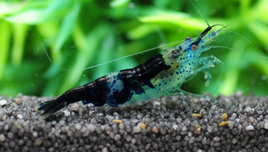 %d0%90%d0%ba%d0%b2%d0%b0%d1%80%d0%b8%d1%83%d0%bc%d0%bd%d1%8b%d0%b9 %d0%b3%d1%80%d1%83%d0%bd%d1%82