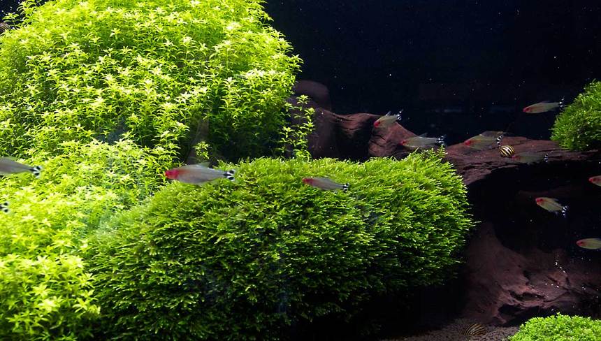 %d0%93%d0%bb%d0%b0%d0%b2%d0%bd%d1%8b%d0%b5 %d0%bf%d1%80%d0%b0%d0%b2%d0%b8%d0%bb%d0%b0 %d1%87%d0%b8%d1%81%d1%82%d0%ba%d0%b8 %d0%b0%d0%ba%d0%b2%d0%b0%d1%80%d0%b8%d1%83%d0%bc%d0%b0