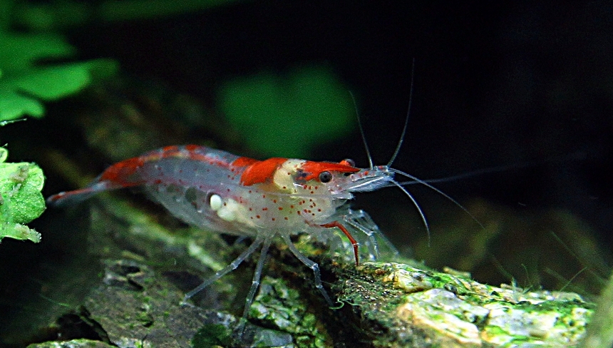 %d0%9f%d1%80%d0%b5%d1%81%d0%bd%d0%be%d0%b2%d0%be%d0%b4%d0%bd%d1%8b%d0%b5 %d0%b0%d0%ba%d0%b2%d0%b0%d1%80%d0%b8%d1%83%d0%bc%d0%bd%d1%8b%d0%b5 %d0%ba%d1%80%d0%b5%d0%b2%d0%b5%d1%82%d0%ba%d0%b8. %d0%a1%d0%be%d0%b2%d0%b5%d1%82%d1%8b %d0%bf%d0%be %d1%83%d1%85%d0%be%d0%b4%d1%83.