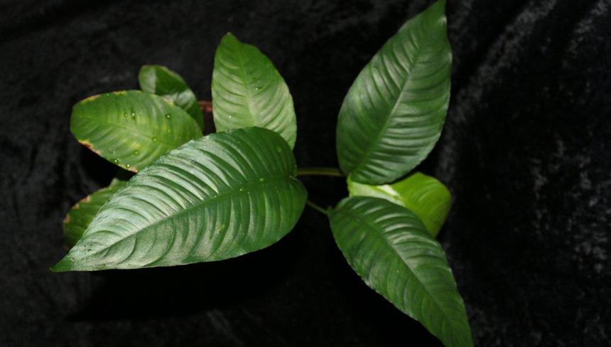 %d0%90%d0%ba%d0%b2%d0%b0%d1%80%d0%b8%d1%83%d0%bc%d0%bd%d0%be%d0%b5 %d1%80%d0%b0%d1%81%d1%82%d0%b5%d0%bd%d0%b8%d0%b5 %d0%b0%d0%bd%d1%83%d0%b1%d0%b8%d0%b0%d1%81 %d0%ba%d0%be%d0%bd%d0%b3%d0%be%d0%bb%d0%b5%d0%b7%d1%81%d0%ba%d0%b8%d0%b9 %e2%80%94 %d0%ba%d0%be%d0%bf%d0%b8%d1%8f %e2%80%94 %d0%ba%d0%be%d0%bf%d0%b8%d1%8f %e2%80%94 %d0%ba%d0%be%d0%bf%d0%b8%d1%8f