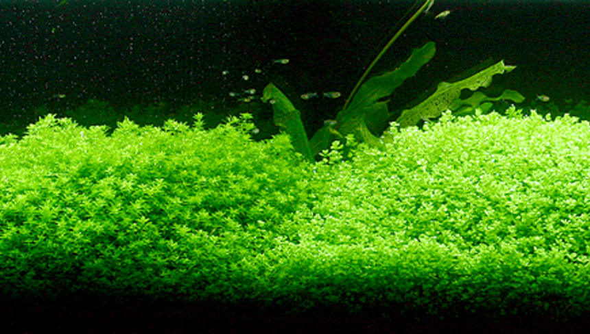 %d0%90%d0%ba%d0%b2%d0%b0%d1%80%d0%b8%d1%83%d0%bc%d0%bd%d0%be%d0%b5%c2%a0%d1%80%d0%b0%d1%81%d1%82%d0%b5%d0%bd%d0%b8%d0%b5%c2%a0%d1%85%d0%b5%d0%bc%d0%b8%d0%b0%d0%bd%d1%82%d1%83%d1%81%c2%a0%d0%bc%d0%b8%d0%ba%d1%80%d0%b0%d0%bd%d1%82%d0%b5%d0%bc%d0%be%d0%b8%d0%b4%d0%b5%d1%81 %e2%80%94 %d0%ba%d0%be%d0%bf%d0%b8%d1%8f %e2%80%94 %d0%ba%d0%be%d0%bf%d0%b8%d1%8f %e2%80%94 %d0%ba%d0%be%d0%bf%d0%b8%d1%8f