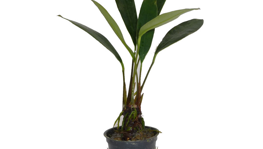 %d0%90%d0%bd%d1%83%d0%b1%d0%b8%d0%b0%d1%81 %d0%bb%d0%b0%d0%bd%d1%86%d0%b5%d1%82%d0%be%d0%b2%d0%b8%d0%b4%d0%bd%d1%8b%d0%b9 %e2%80%94 %d0%ba%d0%be%d0%bf%d0%b8%d1%8f %e2%80%94 %d0%ba%d0%be%d0%bf%d0%b8%d1%8f %e2%80%94 %d0%ba%d0%be%d0%bf%d0%b8%d1%8f