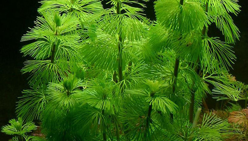 %d0%9a%d0%b0%d0%b1%d0%be%d0%bc%d0%b1%d0%b0 %d0%bf%d1%80%d0%b5%d0%ba%d1%80%d0%b0%d1%81%d0%bd%d0%b5%d0%b9%d1%88%d0%b0%d1%8f %e2%80%94 %d0%ba%d0%be%d0%bf%d0%b8%d1%8f %e2%80%94 %d0%ba%d0%be%d0%bf%d0%b8%d1%8f %e2%80%94 %d0%ba%d0%be%d0%bf%d0%b8%d1%8f