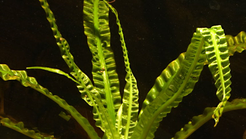 %d0%9a%d1%80%d0%b8%d0%bd%d1%83%d0%bc %d0%bf%d0%bb%d0%b0%d0%b2%d0%b0%d1%8e%d1%89%d0%b8%d0%b9 %e2%80%93 %d1%8d%d0%ba%d0%b7%d0%be%d1%82%d0%b8%d1%87%d0%b5%d1%81%d0%ba%d0%be%d0%b5 %d1%83%d0%ba%d1%80%d0%b0%d1%88%d0%b5%d0%bd%d0%b8%d0%b5 %d0%b0%d0%ba%d0%b2%d0%b0%d1%80%d0%b8%d1%83%d0%bc%d0%b0 %e2%80%94 %d0%ba%d0%be%d0%bf%d0%b8%d1%8f %e2%80%94 %d0%ba%d0%be%d0%bf%d0%b8%d1%8f