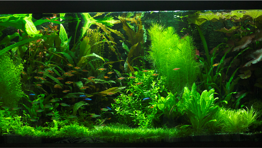 %d0%90%d0%ba%d0%b2%d0%b0%d1%80%d0%b8%d1%83%d0%bc %d1%84%d0%be%d1%82%d0%be%d0%b1%d0%bb%d0%be%d0%b3%d0%b8 3