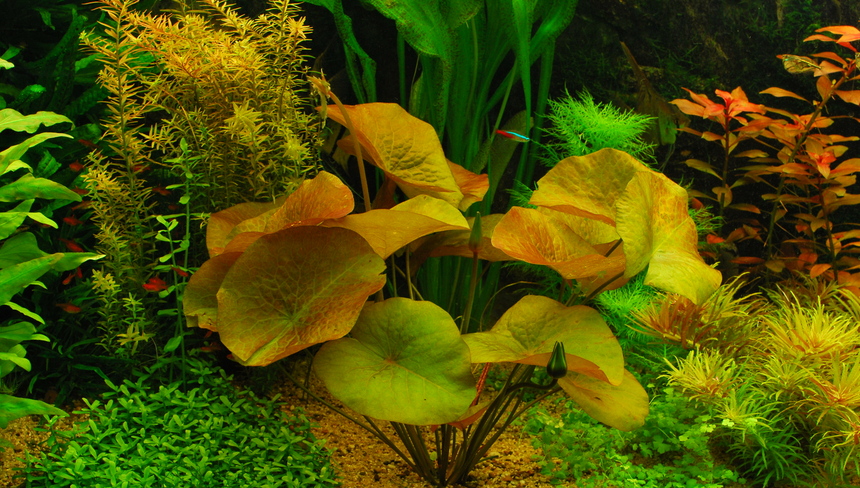 %d0%9a%d1%83%d0%b2%d1%88%d0%b8%d0%bd%d0%ba%d0%b0 %d1%82%d0%b8%d0%b3%d1%80%d0%be%d0%b2%d0%b0%d1%8f %28nymphaea spec. lotus%29