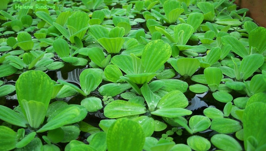 %d0%9f%d0%b8%d1%81%d1%82%d0%b8%d1%8f %e2%80%93 %d0%b4%d0%b5%d0%ba%d0%be%d1%80%d0%b0%d1%82%d0%b8%d0%b2%d0%bd%d0%be%d0%b5 %d1%80%d0%b0%d1%81%d1%82%d0%b5%d0%bd%d0%b8%d0%b5