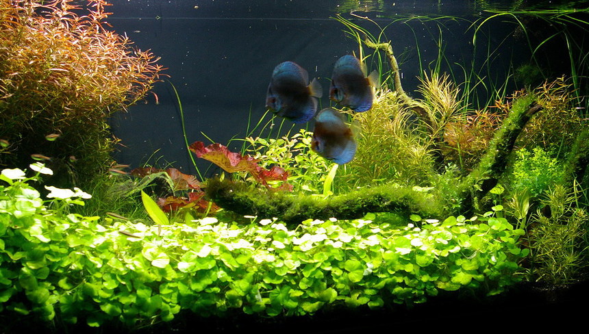 %d0%a9%d0%b8%d1%82%d0%be%d0%bb%d0%b8%d1%81%d1%82%d0%bd%d0%b8%d0%ba