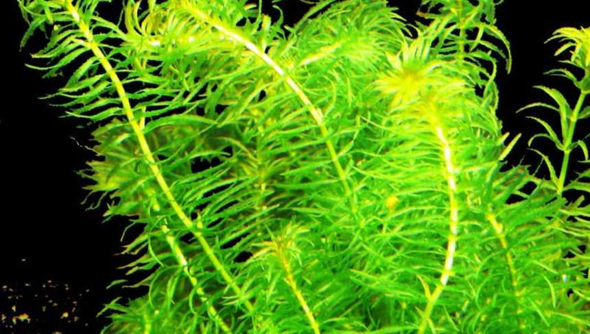 %d0%ad%d0%bb%d0%be%d0%b4%d0%b5%d1%8f %e2%80%93 %d0%be%d1%82%d0%bb%d0%b8%d1%87%d0%bd%d1%8b%d0%b9 %d1%84%d0%b8%d0%bb%d1%8c%d1%82%d1%80