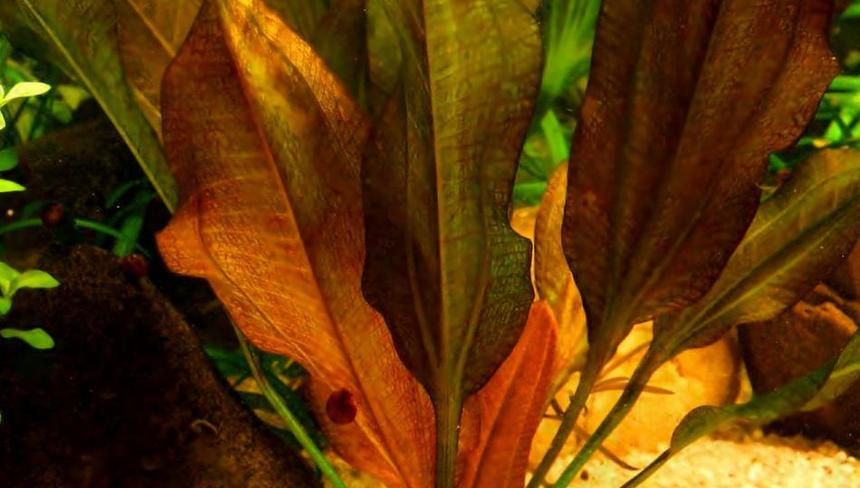 %d0%ad%d1%85%d0%b8%d0%bd%d0%be%d0%b4%d0%be%d1%80%d1%83%d1%81 %d0%ba%d0%bb%d1%8f%d0%b9%d0%bd%d0%b5 %d0%b1%d0%b0%d1%80 %d0%b2 %d0%b0%d0%ba%d0%b2%d0%b0%d1%80%d0%b8%d1%83%d0%bc%d0%b5