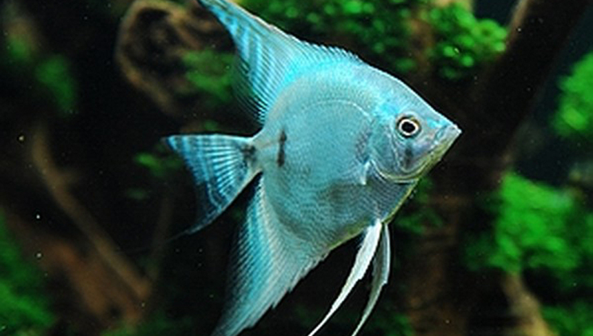 %d0%90%d0%ba%d0%b2%d0%b0%d1%80%d0%b8%d1%83%d0%bc%d0%bd%d1%8b%d0%b5 %d1%80%d1%8b%d0%b1%d1%8b %d1%81%d0%ba%d0%b0%d0%bb%d1%8f%d1%80%d0%b8%d0%b8