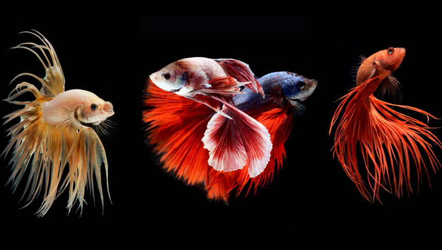 %d0%9d%d0%b5%d1%80%d0%b5%d1%81%d1%82 %d0%b8 %d0%b2%d1%8b%d1%80%d0%b0%d1%89%d0%b8%d0%b2%d0%b0%d0%bd%d0%b8%d0%b5 %d0%bc%d0%b0%d0%bb%d1%8c%d0%ba%d0%be%d0%b2 %d0%bf%d0%b5%d1%82%d1%83%d1%88%d0%ba%d0%be%d0%b2