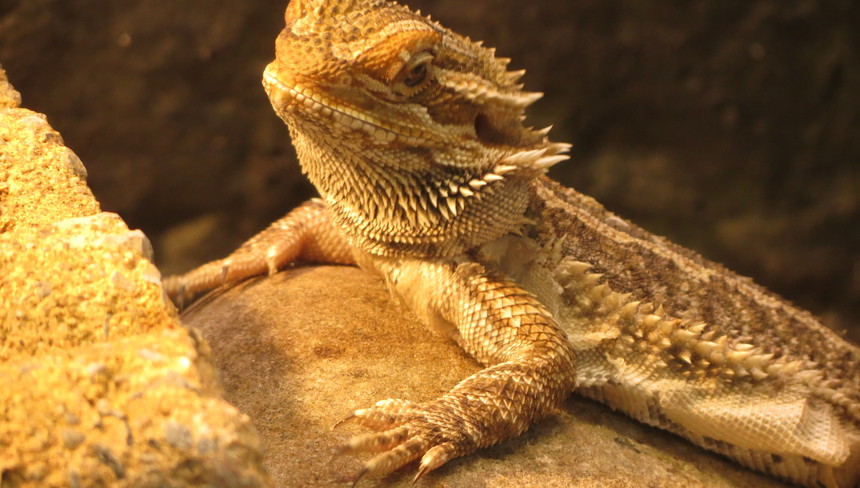 %d0%9a%d0%b0%d0%ba %d1%83%d1%85%d0%b0%d0%b6%d0%b8%d0%b2%d0%b0%d1%82%d1%8c %d0%b7%d0%b0 %d0%b1%d0%be%d1%80%d0%be%d0%b4%d0%b0%d1%82%d1%8b%d0%bc %d0%b4%d1%80%d0%b0%d0%ba%d0%be%d0%bd%d0%be%d0%bc