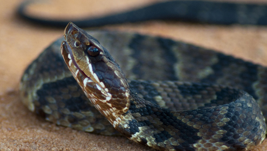 %d0%92%d0%be%d0%b4%d1%8f%d0%bd%d0%be%d0%b9 %d1%89%d0%b8%d1%82%d0%be%d0%bc%d0%be%d1%80%d0%b4%d0%bd%d0%b8%d0%ba