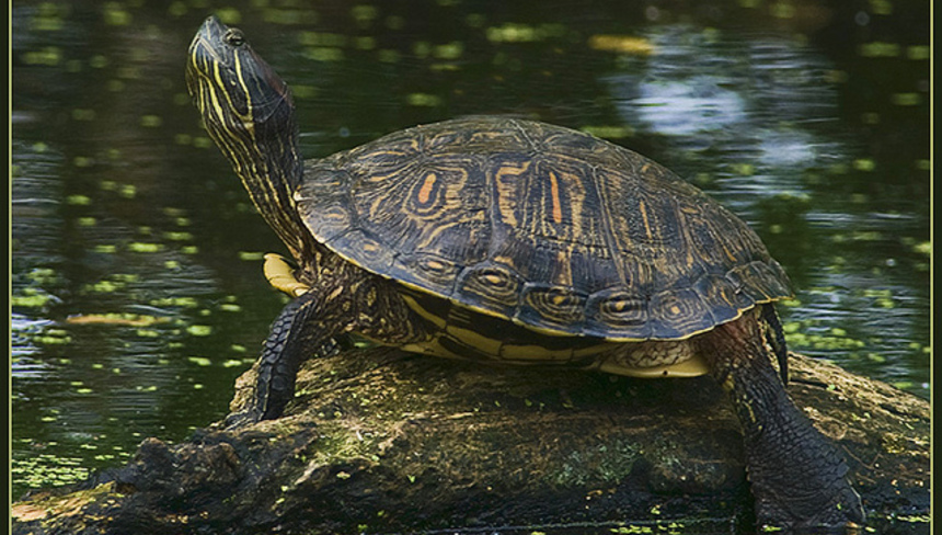 %d0%a7%d1%82%d0%be %d0%92%d0%b0%d0%bc %d0%be%d0%b1%d1%8f%d0%b7%d0%b0%d1%82%d0%b5%d0%bb%d1%8c%d0%bd%d0%be %d0%bd%d0%b0%d0%b4%d0%be %d0%b7%d0%bd%d0%b0%d1%82%d1%8c %d0%be %d0%ba%d1%80%d0%b0%d1%81%d0%bd%d0%be%d1%83%d1%85%d0%be%d0%b9 %d1%87%d0%b5%d1%80%d0%b5%d0%bf%d0%b0%d1%85%d0%b5