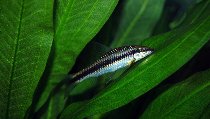 %d0%92%d0%be%d0%b4%d0%be%d1%80%d0%be%d1%81%d0%bb%d0%b5%d0%b5%d0%b4 sae %d0%b1%d0%bb%d0%b5%d1%81%d1%82%d1%8f%d1%89%d0%b8%d0%b9 %d0%b8 %d1%80%d0%b5%d0%b7%d0%b2%d1%8b%d0%b9 %d0%bf%d0%be%d0%bc%d0%be%d1%89%d0%bd%d0%b8%d0%ba