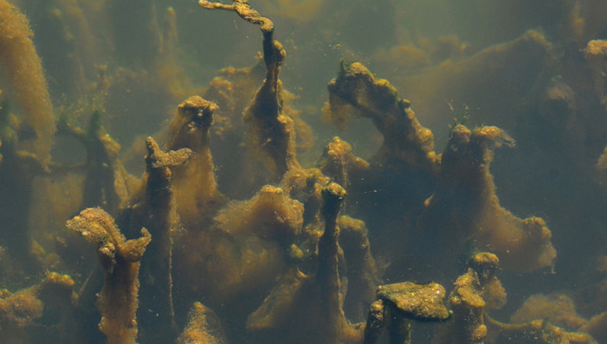 %d0%9a%d0%b0%d0%ba %d0%b1%d0%be%d1%80%d0%be%d1%82%d1%8c%d1%81%d1%8f %d1%81 %d0%b4%d0%b8%d0%b0%d1%82%d0%be%d0%bc%d0%be%d0%b2%d1%8b%d0%bc%d0%b8 %d0%b2%d0%be%d0%b4%d0%be%d1%80%d0%be%d1%81%d0%bb%d1%8f%d0%bc%d0%b8