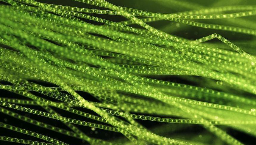 %d0%9a%d0%b0%d0%ba %d0%b1%d0%be%d1%80%d0%be%d1%82%d1%8c%d1%81%d1%8f %d1%81 %d0%bd%d0%b8%d1%82%d1%87%d0%b0%d1%82%d1%8b%d0%bc%d0%b8 %d0%b2%d0%be%d0%b4%d0%be%d1%80%d0%be%d1%81%d0%bb%d1%8f%d0%bc%d0%b8