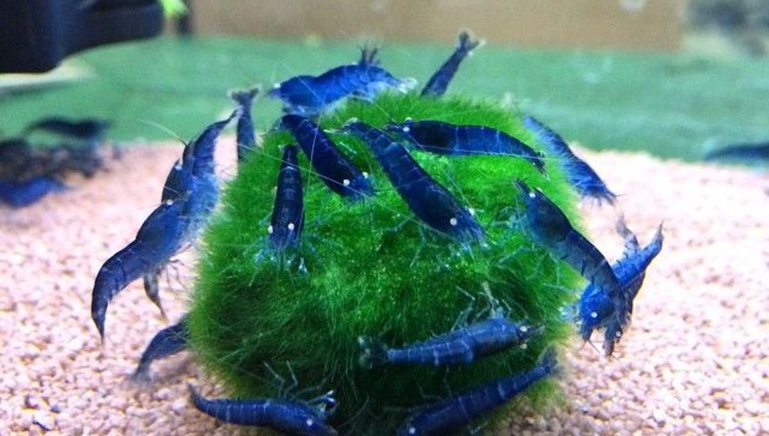 %d0%9a%d0%b0%d0%ba %d0%b8%d0%b7%d0%b1%d0%b0%d0%b2%d0%b8%d1%82%d1%8c%d1%81%d1%8f %d0%be%d1%82 %d0%b2%d0%be%d0%b4%d0%be%d1%80%d0%be%d1%81%d0%bb%d0%b5%d0%b9 %d0%b2 %d0%b0%d0%ba%d0%b2%d0%b0%d1%80%d0%b8%d1%83%d0%bc%d0%b5 %d0%b1%d0%b5%d0%b7 %d0%bf%d1%80%d0%b5%d0%bf%d0%b0%d1%80%d0%b0%d1%82%d0%be%d0%b2