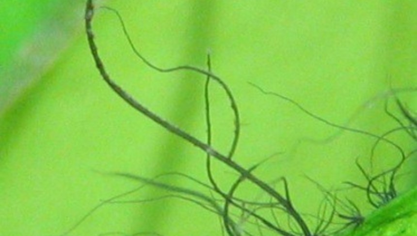 %d0%9a%d0%b0%d0%ba %d0%b8%d0%b7%d0%b1%d0%b0%d0%b2%d0%b8%d1%82%d1%8c%d1%81%d1%8f %d0%be%d1%82 %d0%ba%d1%80%d0%b0%d1%81%d0%bd%d1%8b%d1%85 %d0%b2%d0%be%d0%b4%d0%be%d1%80%d0%be%d1%81%d0%bb%d0%b5%d0%b9 %d0%b2 %d0%b0%d0%ba%d0%b2%d0%b0%d1%80%d0%b8%d1%83%d0%bc%d0%b5