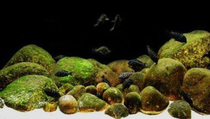 %d0%9f%d1%80%d0%be%d1%84%d0%b8%d0%bb%d0%b0%d0%ba%d1%82%d0%b8%d0%ba%d0%b0 %d0%b8 %d0%bf%d1%80%d0%b5%d0%b4%d1%83%d0%bf%d1%80%d0%b5%d0%b6%d0%b4%d0%b5%d0%bd%d0%b8%d0%b5 %d1%80%d0%be%d1%81%d1%82%d0%b0 %d0%b2%d0%be%d0%b4%d0%be%d1%80%d0%be%d1%81%d0%bb%d0%b5%d0%b9 %d0%b2 %d0%b0%d0%ba%d0%b2%d0%b0%d1%80%d0%b8%d1%83%d0%bc%d0%b5