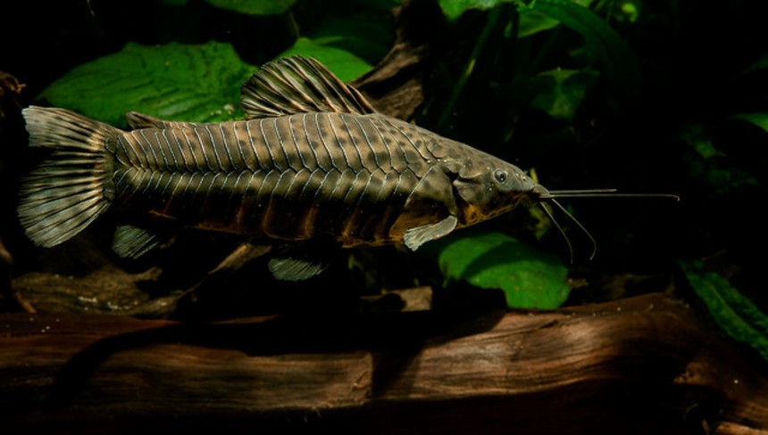 %d0%a2%d0%b0%d1%80%d0%b0%d0%ba%d0%b0%d1%82%d1%83%d0%bc%d1%8b. %d0%a1%d0%be%d0%b4%d0%b5%d1%80%d0%b6%d0%b0%d0%bd%d0%b8%d0%b5 %d0%b8 %d1%80%d0%b0%d0%b7%d0%b2%d0%b5%d0%b4%d0%b5%d0%bd%d0%b8%d0%b5 %d1%8d%d1%82%d0%b8%d1%85 %d1%88%d1%83%d1%81%d1%82%d1%80%d1%8b%d1%85 %d0%b2%d0%b5%d1%81%d0%b5%d0%bb%d1%8b%d1%85 %d1%83%d1%81%d0%b0%d1%82%d0%b8%d0%ba%d0%be%d0%b2.