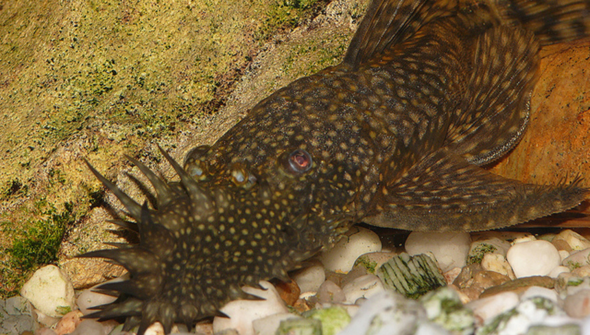 %d0%90%d0%bd%d1%86%d0%b8%d1%81%d1%82%d1%80%d1%83%d1%81 %e2%80%93 %d1%81%d0%be%d0%b4%d0%b5%d1%80%d0%b6%d0%b0%d0%bd%d0%b8%d0%b5 %d0%b8 %d1%80%d0%b0%d0%b7%d0%bc%d0%bd%d0%be%d0%b6%d0%b5%d0%bd%d0%b8%d0%b5