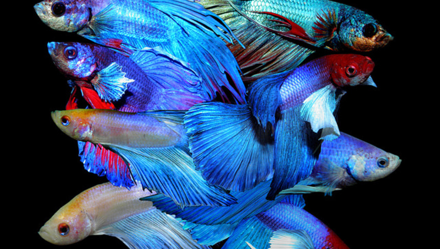 %d0%a0%d1%8b%d0%b1%d0%ba%d0%b8 %d0%bf%d0%b5%d1%82%d1%83%d1%88%d0%ba%d0%b8 %d1%80%d0%b0%d0%b7%d0%bd%d0%be%d0%b2%d0%b8%d0%b4%d0%bd%d0%be%d1%81%d1%82%d0%b8 %d0%b8 %d1%81%d0%be%d0%b4%d0%b5%d1%80%d0%b6%d0%b0%d0%bd%d0%b8%d0%b5 %d0%b2 %d0%b0%d0%ba%d0%b2%d0%b0%d1%80%d0%b8%d1%83%d0%bc%d0%b5