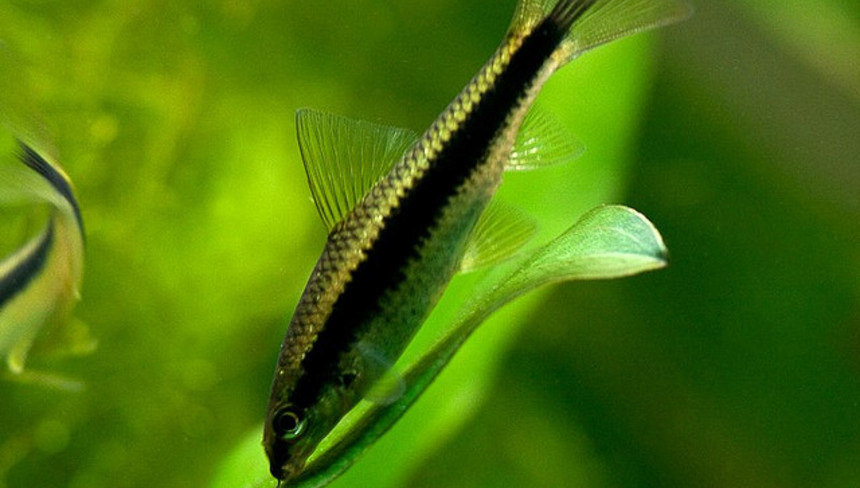 %d0%a1%d0%b8%d0%b0%d0%bc%d1%81%d0%ba%d0%b8%d0%b9 %d0%b2%d0%be%d0%b4%d0%be%d1%80%d0%be%d1%81%d0%bb%d0%b5%d0%b5%d0%b4