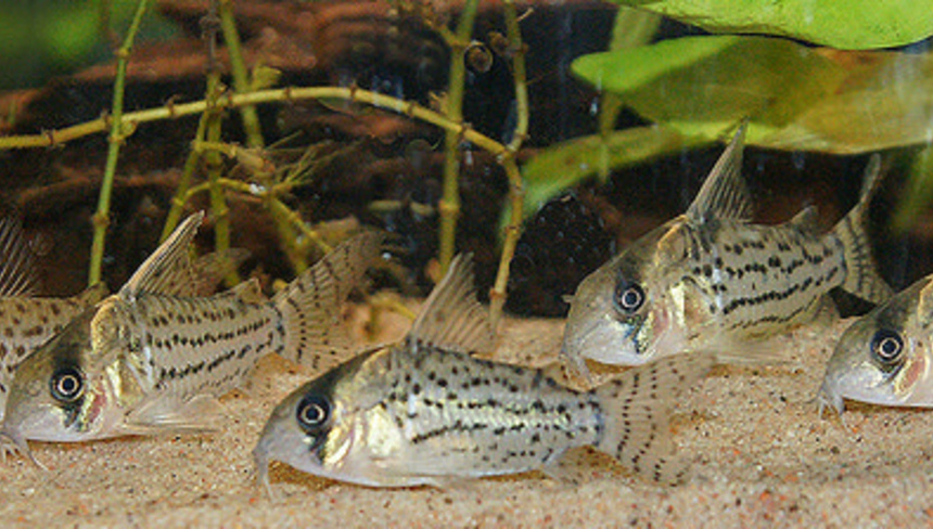 %d0%a1%d0%be%d0%bc%d0%b8%d0%ba %d0%ba%d0%be%d1%80%d0%b8%d0%b4%d0%be%d1%80%d0%b0%d1%81 %d0%b2 %d0%bd%d0%b0%d1%88%d0%b8%d1%85 %d0%b0%d0%ba%d0%b2%d0%b0%d1%80%d0%b8%d1%83%d0%bc%d0%b0%d1%85 %d1%81%d0%be%d0%b4%d0%b5%d1%80%d0%b6%d0%b0%d0%bd%d0%b8%d0%b5 %d0%b8 %d1%80%d0%b0%d0%b7%d0%b2%d0%b5%d0%b4%d0%b5%d0%bd%d0%b8%d0%b5. %d0%9c%d0%bd%d0%be%d0%b3%d0%be%d0%be%d0%b1%d1%80%d0%b0%d0%b7%d0%b8%d0%b5 %d0%b2%d0%b8%d0%b4%d0%be%d0%b2.