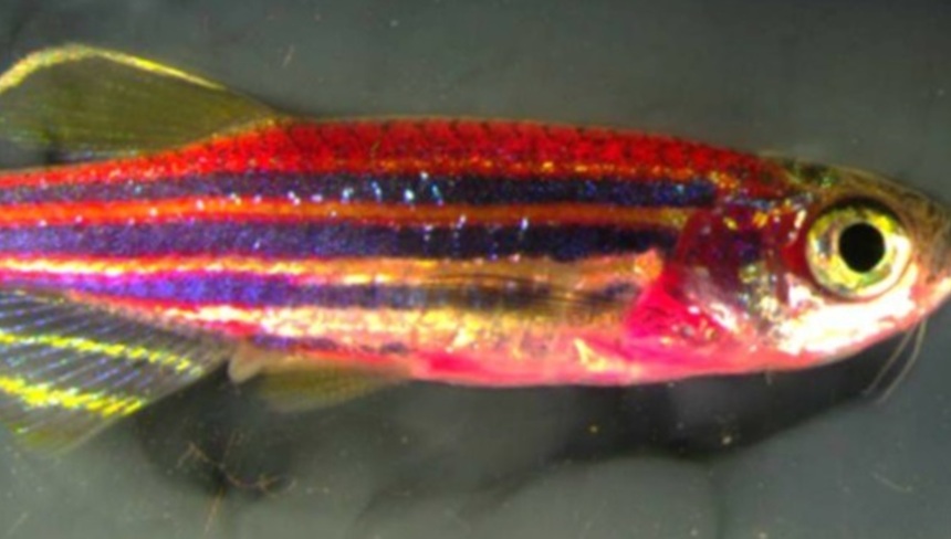 %d0%94%d0%90%d0%9d%d0%98%d0%9e