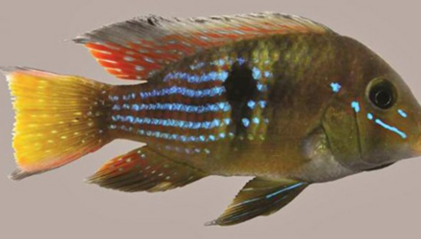 Gymnogeophagus terrapurpura500