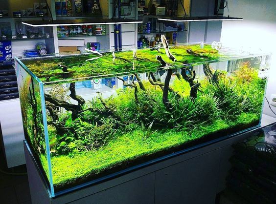 %d0%94%d0%b8%d0%b7%d0%b0%d0%b8%cc%86%d0%bd %d0%be%d1%84%d0%be%d1%80%d0%bc%d0%bb%d0%b5%d0%bd%d0%b8%d0%b5 %d0%b8 %d0%b7%d0%b0%d0%bf%d1%83%d1%81%d0%ba %d0%b0%d0%ba%d0%b2%d0%b0%d1%80%d0%b8%d1%83%d0%bc%d0%b0 300 %d0%bb%d0%b8%d1%82%d1%80%d0%be%d0%b2