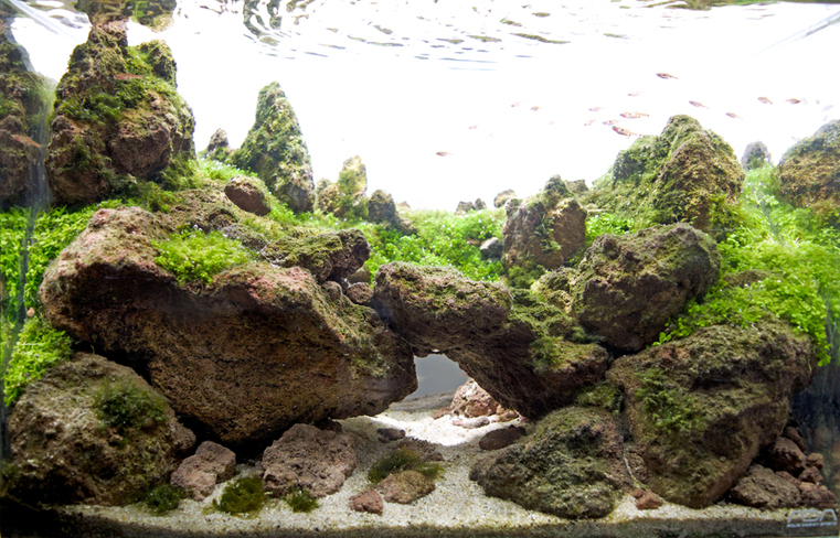 Iaplc2016 672 steven website