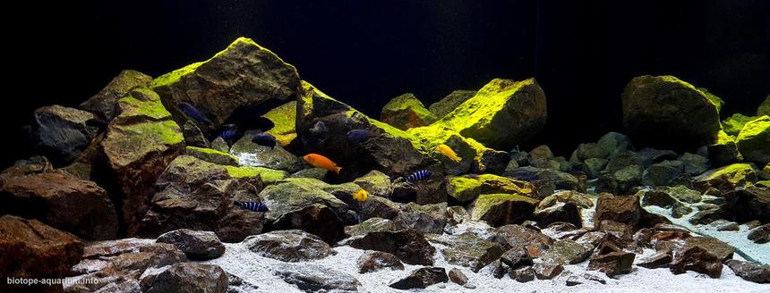 Likoma island rocky habitat southeast of lake malawi mozambique 1 1 1