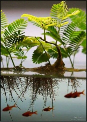 %d0%9d%d0%be%d0%b2%d0%be%d0%b5 %d1%80%d0%b0%d1%81%d1%82%d0%b5%d0%bd%d0%b8%d0%b5 %d0%b4%d0%bb%d1%8f %d0%b2%d0%b0%d1%88%d0%b5%d0%b3%d0%be %d0%b0%d0%ba%d0%b2%d0%b0%d1%80%d0%b8%d1%83%d0%bc%d0%b0 aeschynomene fluitans1