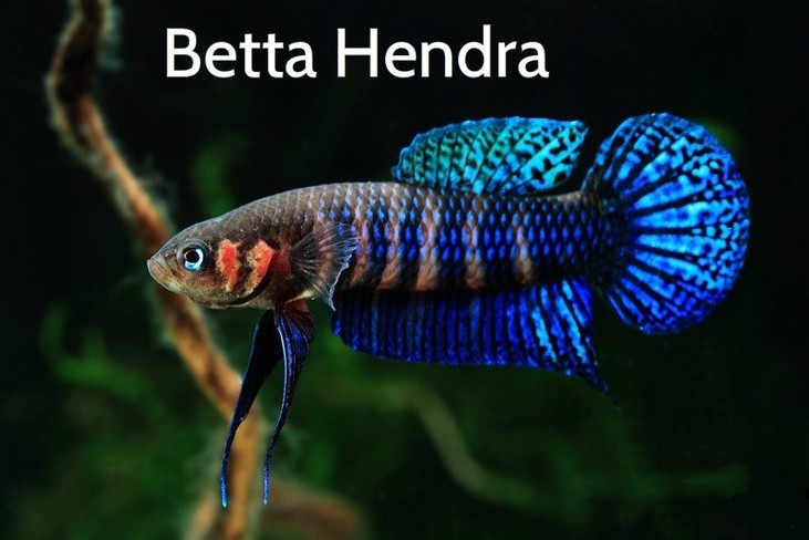 Betta hendra %d0%bd%d0%be%d0%b2%d1%8b%d0%b8%cc%86 %d0%b2%d0%b8%d0%b4 %d0%b1%d0%be%d0%b8%cc%86%d1%86%d0%be%d0%b2%d0%be%d0%b8%cc%86 %d1%80%d1%8b%d0%b1%d0%ba%d0%b81