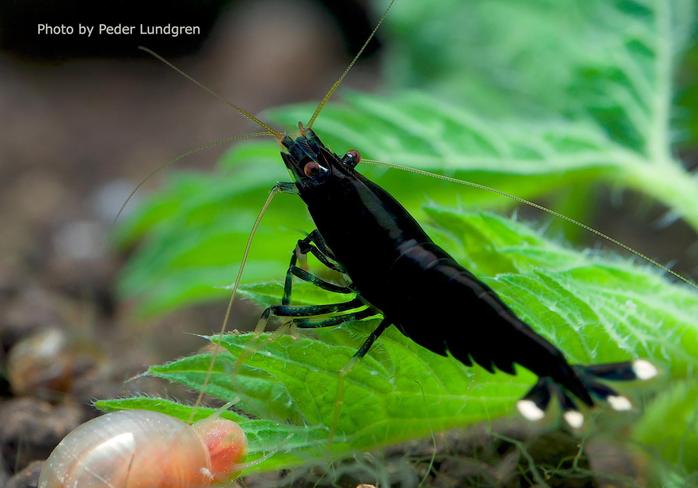 22426493 1829377064021098 7964384649629430526 o